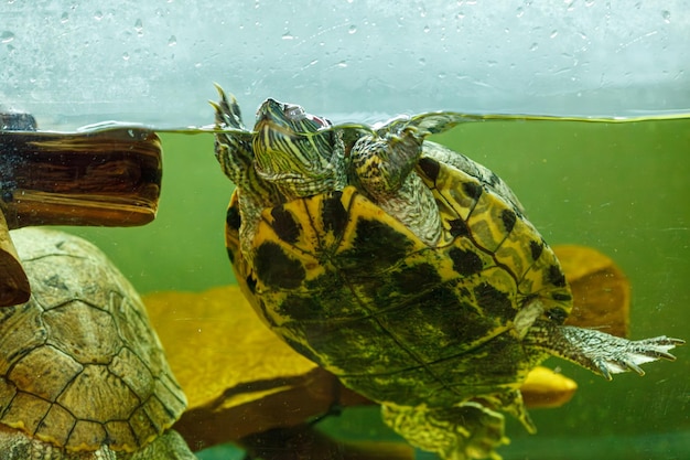 Foto fotografia sottomarina del pesce trachemys scripta elegans in primo piano