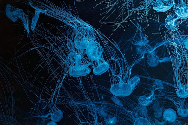 Фото Подводная фотография красивой малайзийской морской медузы chrysaora chinensis вблизи