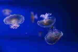 Photo underwater photos of mediterranean jellyfish cotylorhiza tuberculata