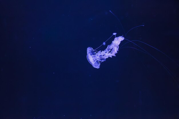 写真 水中のメドゥーシ (crysaura achliosa) ブラック・シー・ネッティル (black sea nettle) について