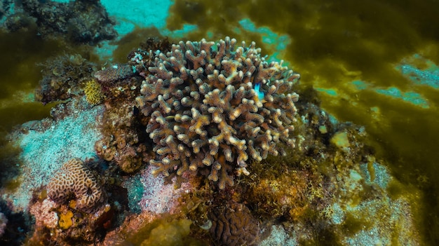 Underwater Red Sea