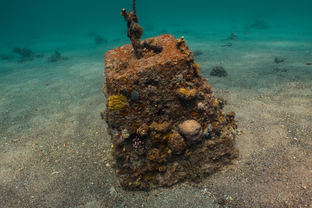 Underwater Red Sea