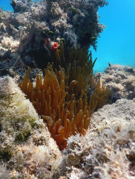 Подводный риф Морская жизнь, дно моря, подводный фон