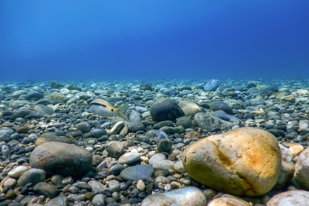 Rocce e ciottoli sottomarini sul fondale marino