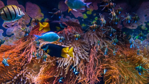 수중 장면 맑은 바닷물의 산호초 물고기 그룹