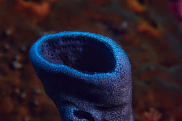 Photo underwater scene / coral reef, world ocean wildlife landscape