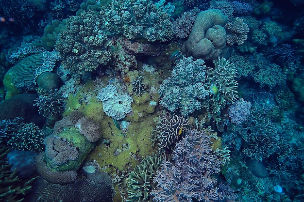 Photo underwater scene / coral reef, world ocean wildlife landscape