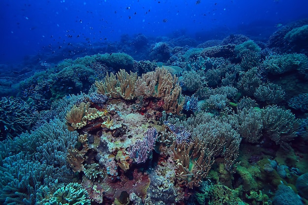 underwater scene / coral reef, world ocean wildlife landscape