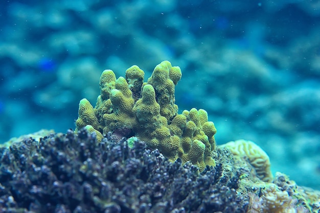 underwater scene / coral reef, world ocean wildlife landscape