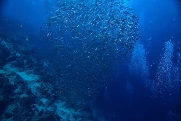 underwater scene / coral reef, world ocean wildlife landscape