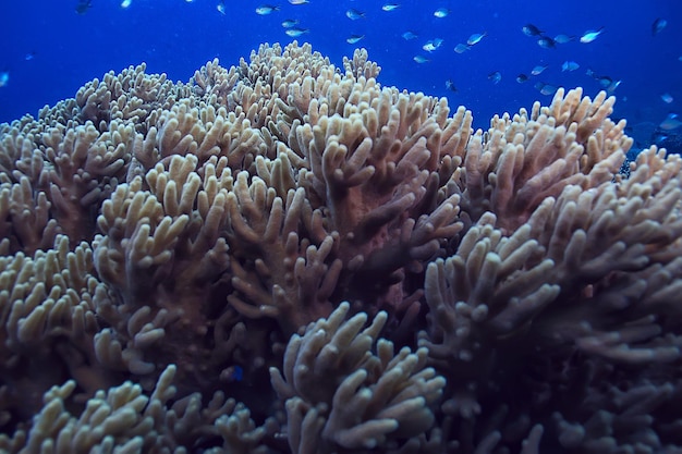 水中シーン/サンゴ礁、世界の海洋野生生物の風景