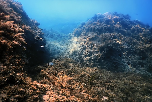 水中シーン、魚 水中生物、海洋生物