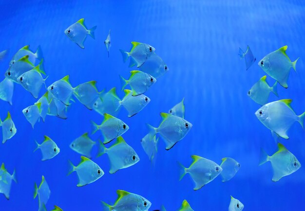 Photo underwater scene, showing different colorful fishes swimming