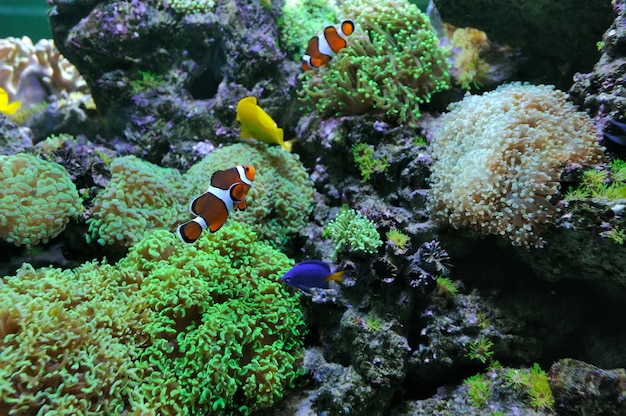 Photo underwater scene, showing different colorful fishes swimming