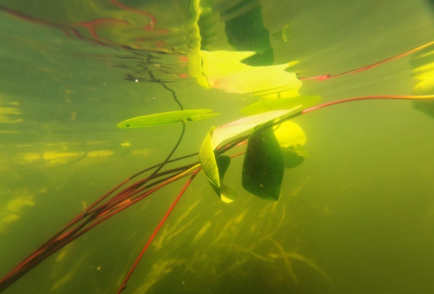 Underwater scene in summer river