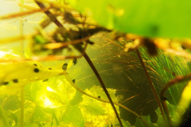 Underwater scene in summer river