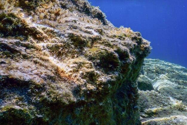 水中シーン日光、魚の水中生物。