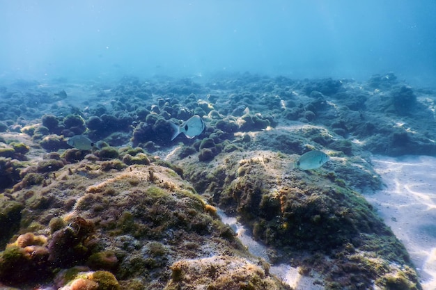 水中シーン日光、魚の水中生物。