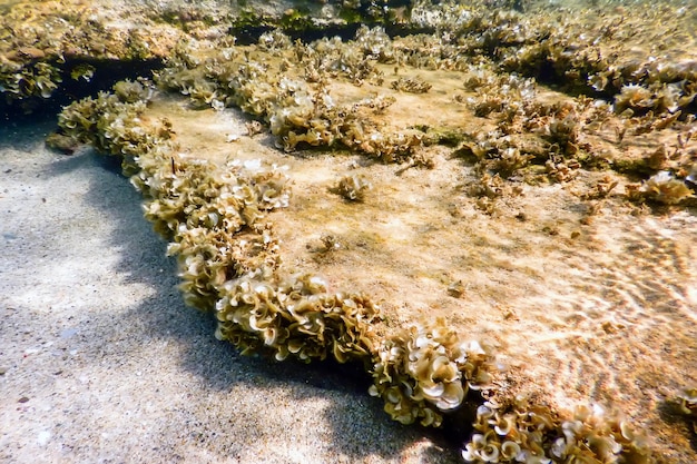 水中シーン 日光の魚 水中生物