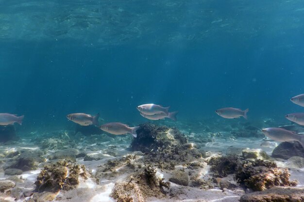 Underwater Scene Sunlight, fish and water surface. Underwater Life.