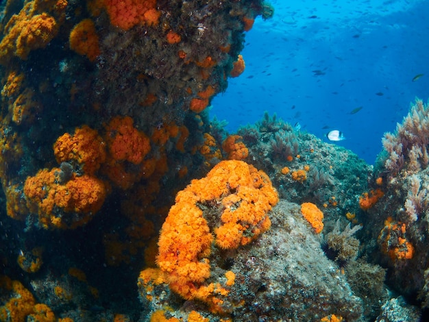 Underwater scene with rocks covered by orange coral polyps Astroides calycularis