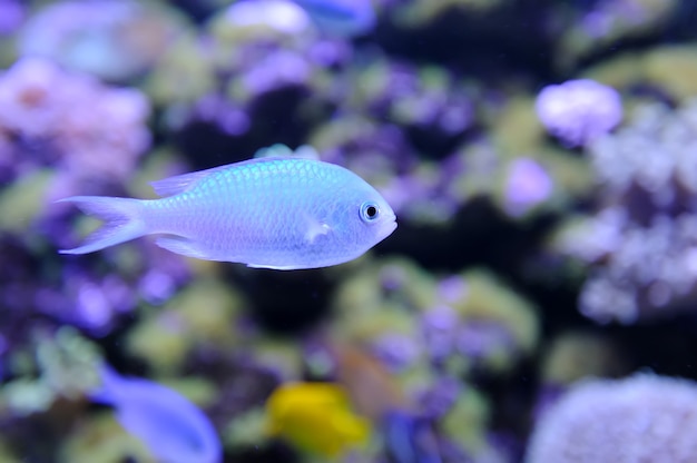 Photo underwater scene