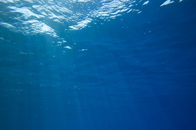 Premium Photo | Underwater scene