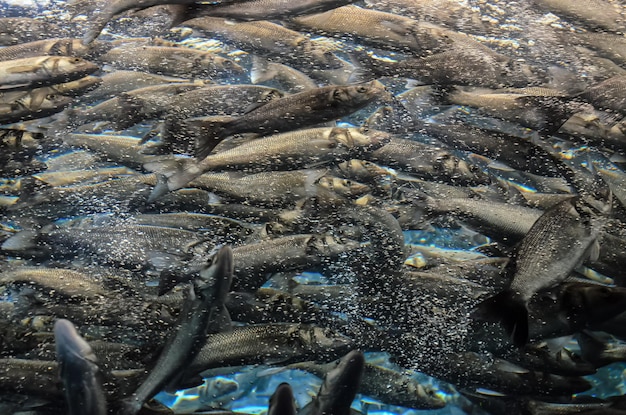 사진 수족관에 있는 은회색 물고기의 수중 학교