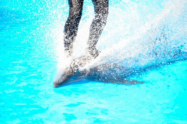 水族館の銀灰色の魚の水中学校