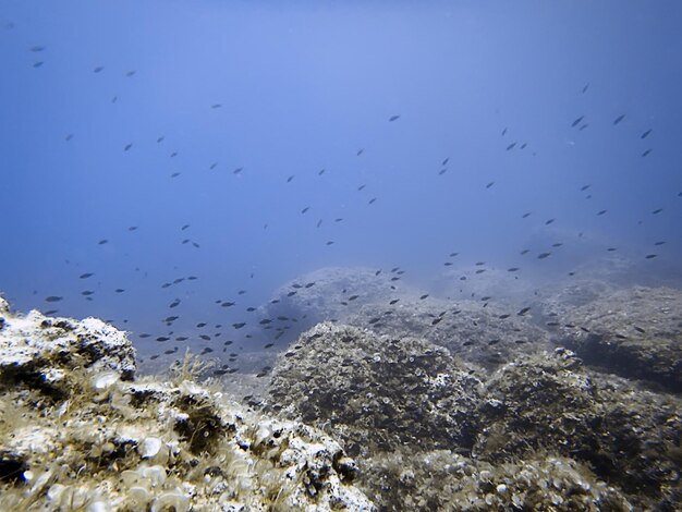 Underwater sea bottom reef and school of fish