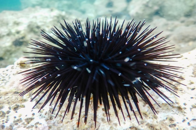 Underwater Sea Urchins on a Rock Close Up Underwater Urchins