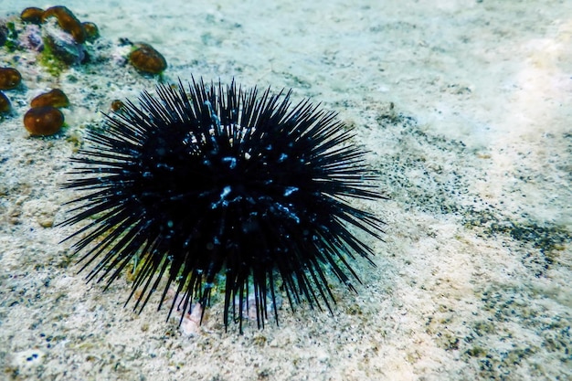 Underwater Sea Urchins on a Rock Close Up Underwater Urchins