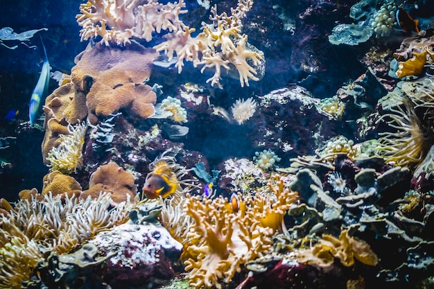 underwater, seabed with fish and coral reef