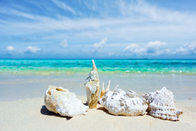 Conchiglie subacquee sulla sabbia sulla riva dell'oceano indiano maldive