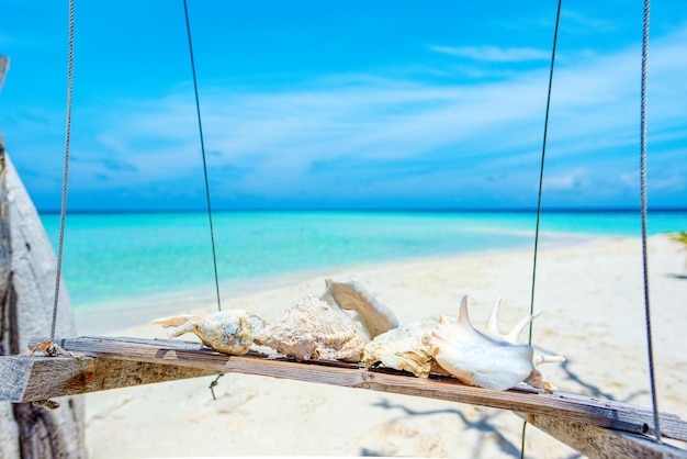 Conchiglie subacquee sulla sabbia sulla riva dell'oceano indiano maldive
