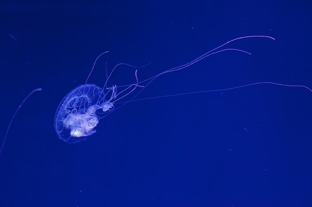 Подводная съемка красивой медузы Amakusa small Sanderia Malayensis крупным планом