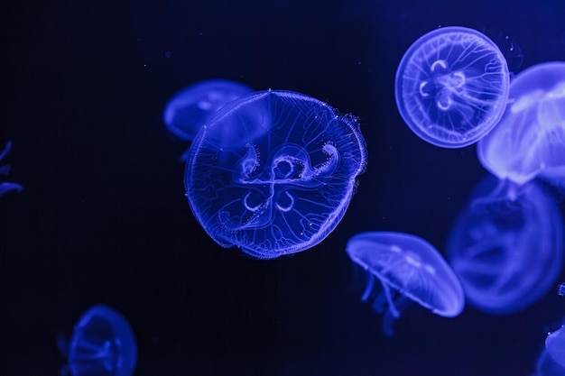 underwater shooting of beautiful Aurelia aurita close up