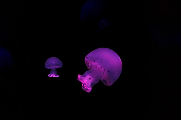 Photo underwater shooting of beautiful cannonball jellyfish close up