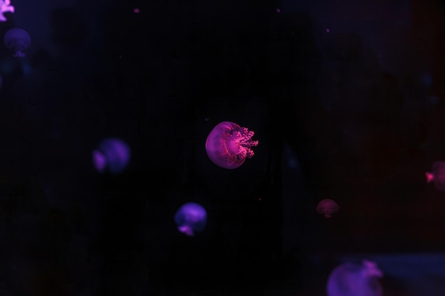 Photo underwater shooting of beautiful cannonball jellyfish close up