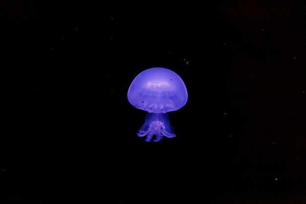 Photo underwater shooting of beautiful cannonball jellyfish