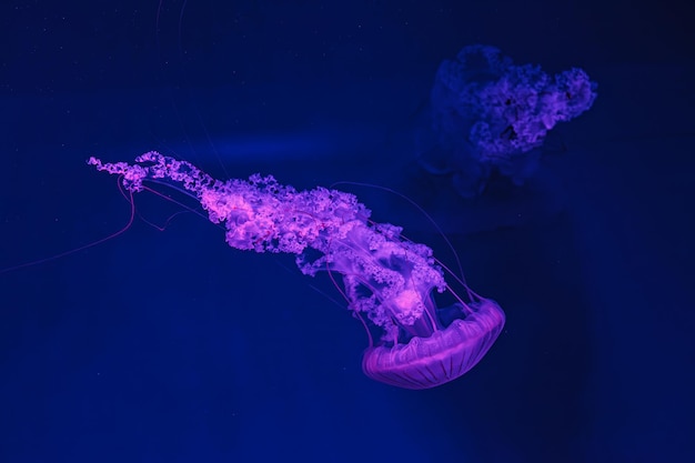 underwater shooting of beautiful Chrysaora hysoscella close up