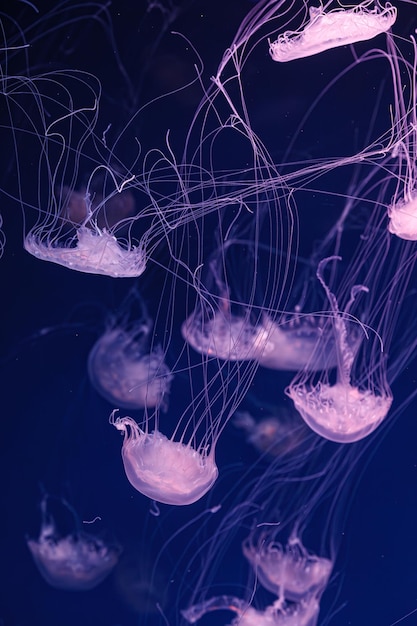 Underwater shooting of beautiful Chrysaora lactea close up