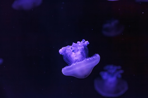 Photo underwater shooting of beautiful cotylorhiza tuberculata close up