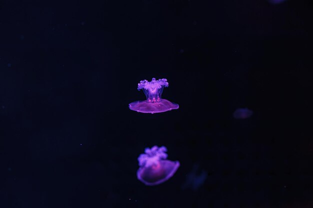 underwater shooting of beautiful Cotylorhiza tuberculata close up