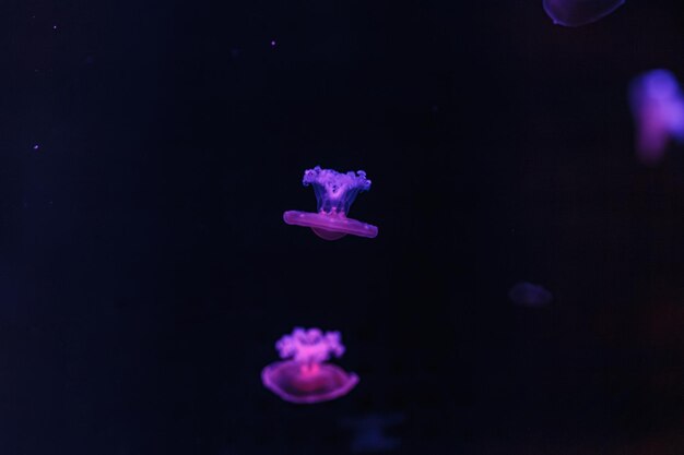 underwater shooting of beautiful Cotylorhiza tuberculata close up