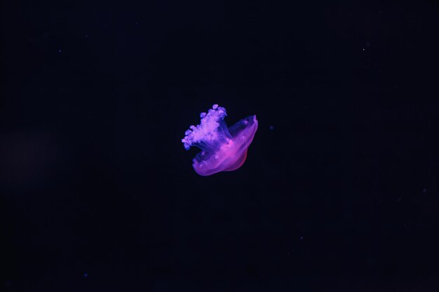 underwater shooting of beautiful Cotylorhiza tuberculata close up