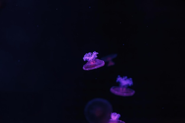 Photo underwater shooting of beautiful cotylorhiza tuberculata close up