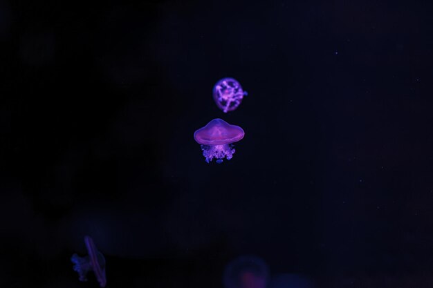 Photo underwater shooting of beautiful cotylorhiza tuberculata close up