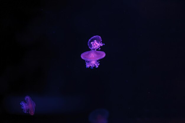 underwater shooting of beautiful Cotylorhiza tuberculata close up