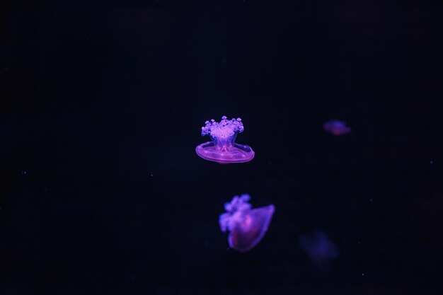 Photo underwater shooting of beautiful cotylorhiza tuberculata close up